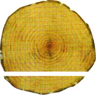 Bowens DP500 Bottom Slab Horizontal Band Saw